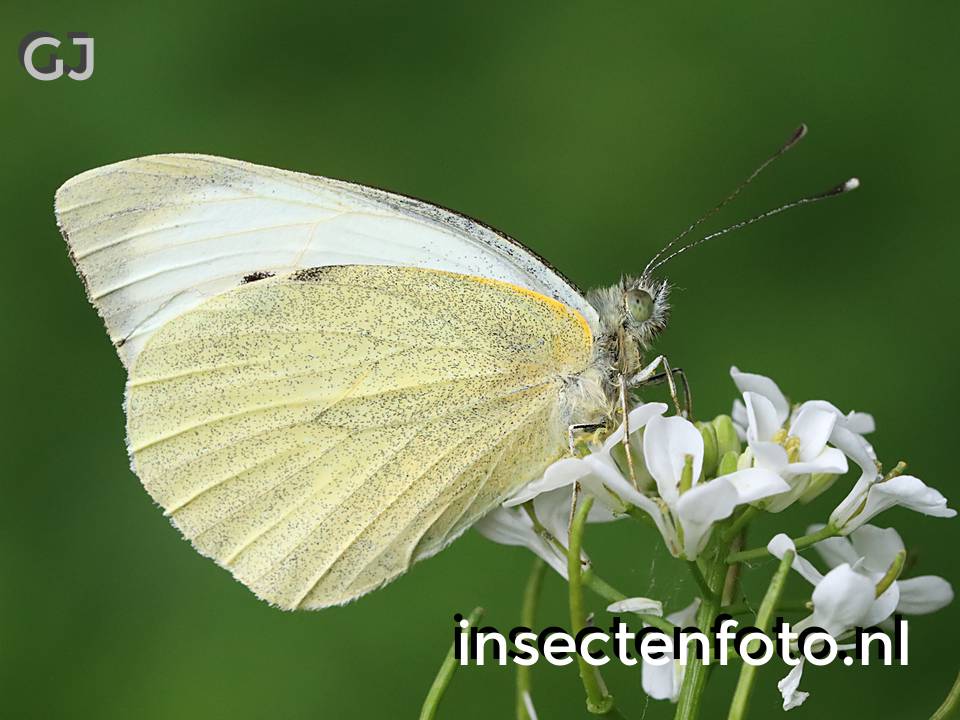vlinder (4816*3612)